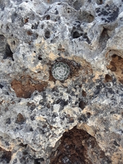 Mammillaria formosa