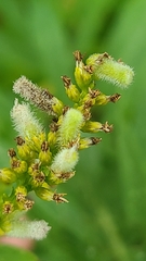 Rhopalomyia anthophila