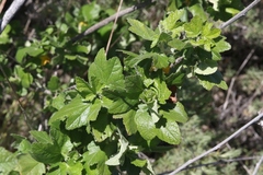 Malacothamnus fasciculatus nesioticus