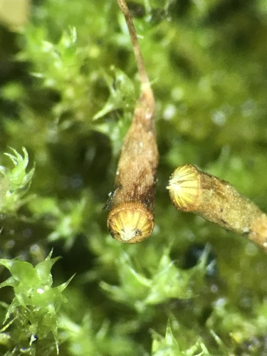 Platydictya