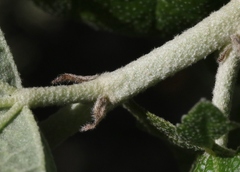 Malacothamnus fasciculatus nesioticus