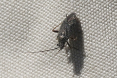 Irbisia