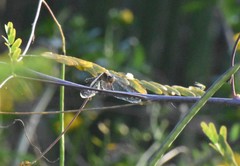 Pachydiplax longipennis