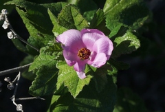 Malacothamnus fasciculatus nesioticus