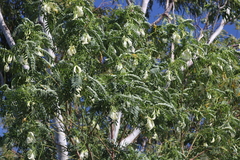 Sesbania formosa