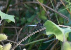 Erythrodiplax basifusca