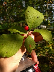 Crataegus calpodendron
