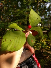 Crataegus calpodendron