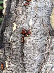 Episcaphula australis