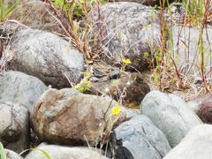 Ixeris tamagawaensis