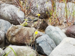 Ixeris tamagawaensis