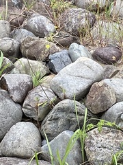 Ixeris tamagawaensis