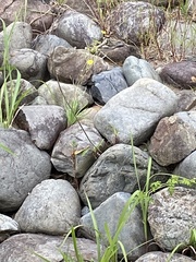 Ixeris tamagawaensis