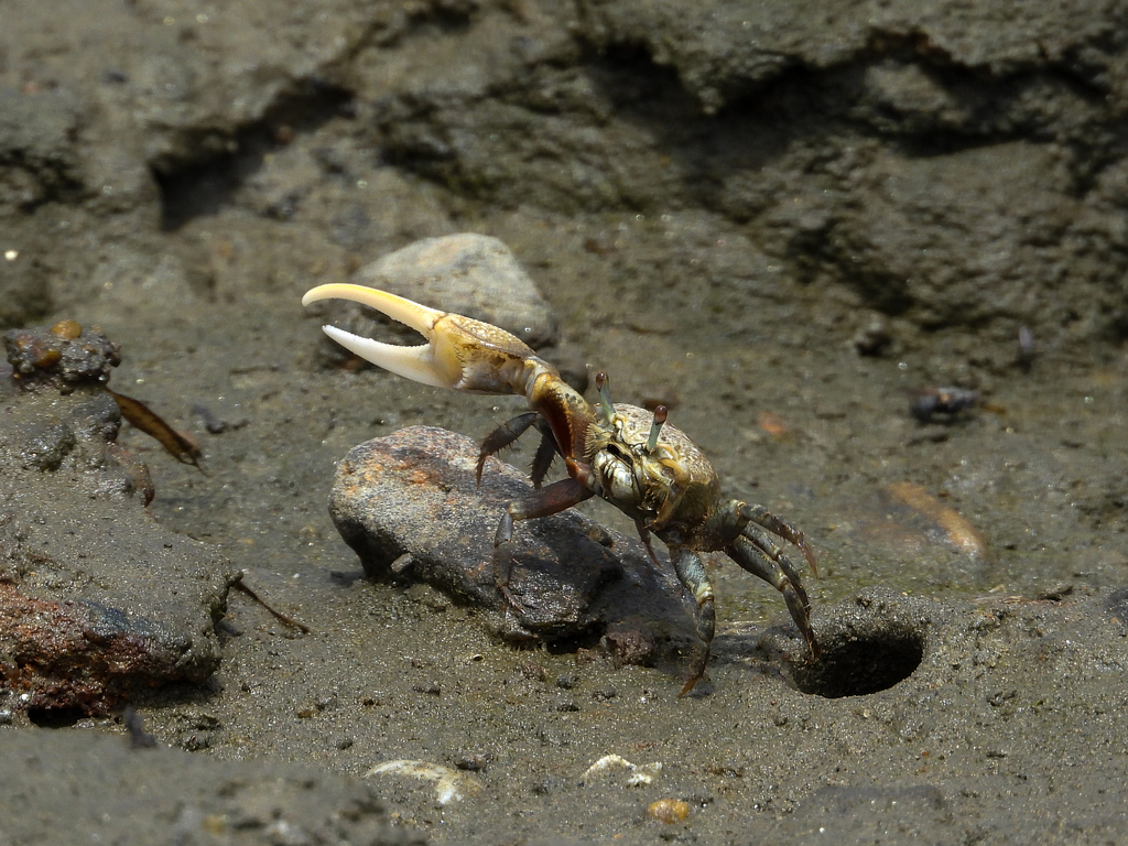 Crenulated Fiddler Crab