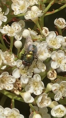 Calliphoridae