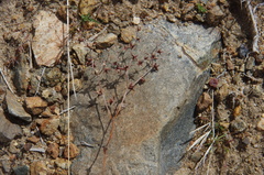 Centrostegia thurberi