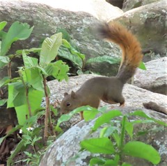 Sciurus granatensis