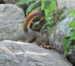 Sciurus granatensis