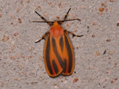 Hypoprepia miniata