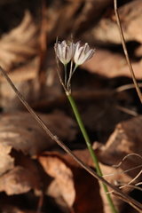 Allium rupestre