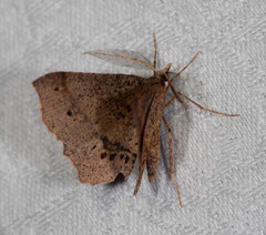 Rhinodia rostraria