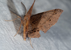 Rhinodia rostraria