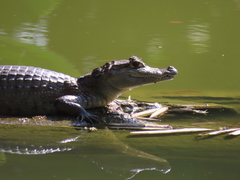 Caiman crocodilus