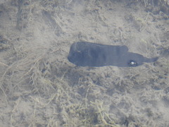 Herichthys minckleyi