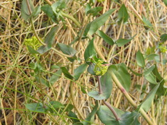 Flaveria chlorifolia