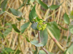 Flaveria chlorifolia