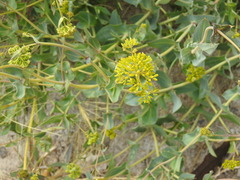 Flaveria chlorifolia