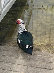 Cairina moschata domestica