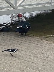 Cairina moschata domestica