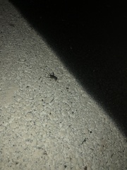 Velarifictorus micado