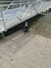 Cairina moschata domestica