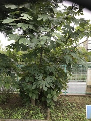 Ficus