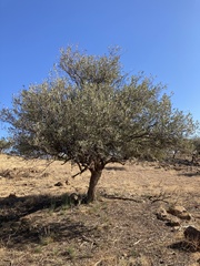 Alectryon oleifolius