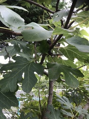Ficus
