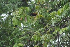 Psarocolius montezuma