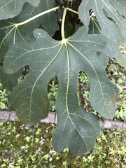 Ficus