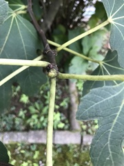 Ficus