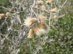Cirsium coahuilense