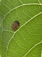 Aspidimorpha miliaris