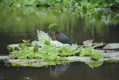Butorides virescens