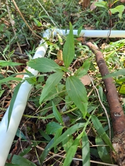 Ageratina riparia