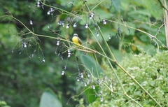 Myiozetetes similis