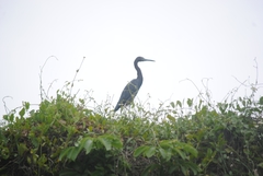 Egretta caerulea