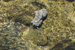 Leptodius sanguineus