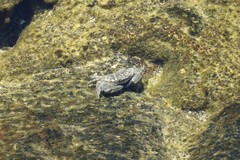 Leptodius sanguineus