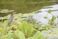 Butorides virescens